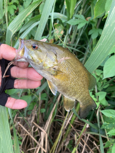 スモールマウスバスの釣果