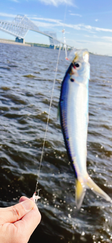 イワシの釣果