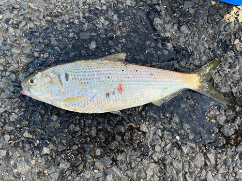 コノシロの釣果