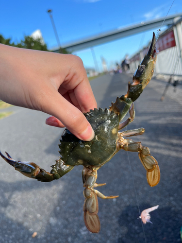 カニの釣果