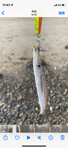 カマスの釣果