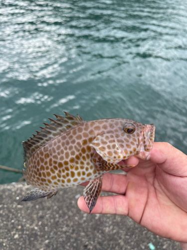 オオモンハタの釣果