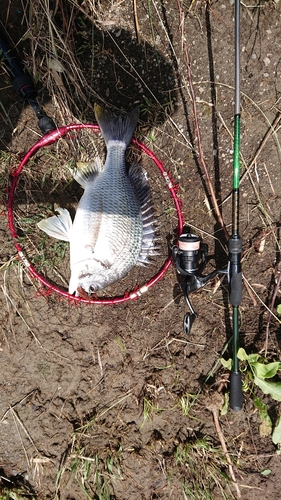 キビレの釣果