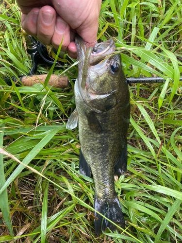 ブラックバスの釣果