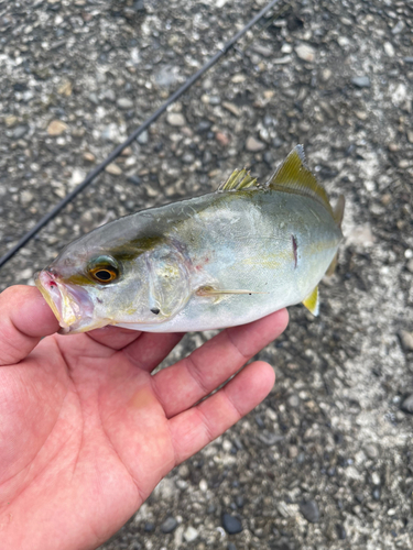 シオの釣果