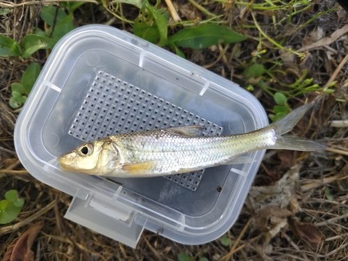 アブラハヤの釣果