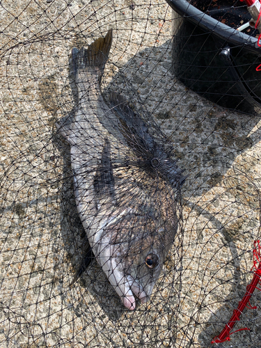 チヌの釣果