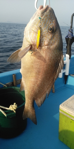 コロダイの釣果