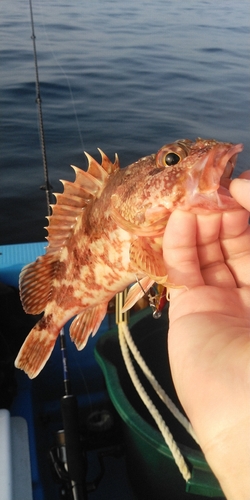 カサゴの釣果