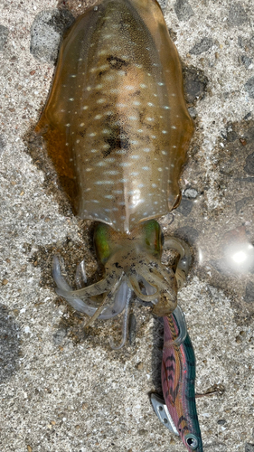 アオリイカの釣果