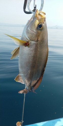 イサキの釣果