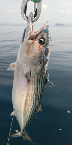 ハガツオの釣果