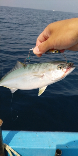 ヤズの釣果