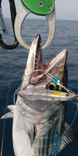 ハガツオの釣果