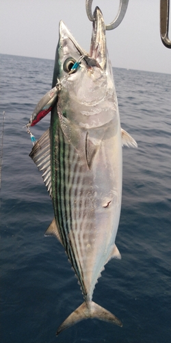 ハガツオの釣果