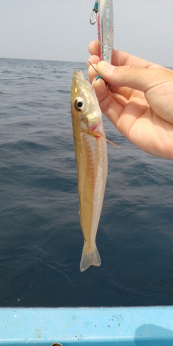 シロギスの釣果