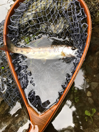 アマゴの釣果