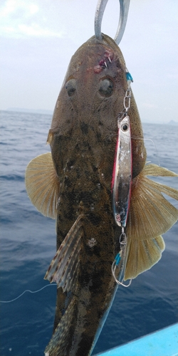 マゴチの釣果