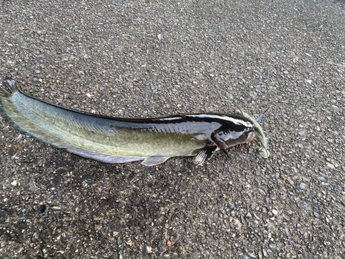 ナマズの釣果