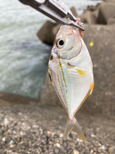 ヒイラギの釣果