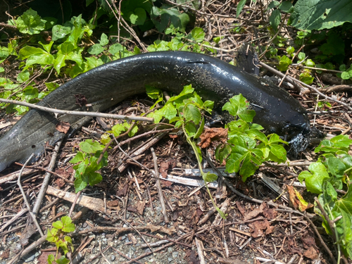 ナマズの釣果