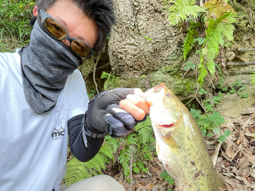 ラージマウスバスの釣果