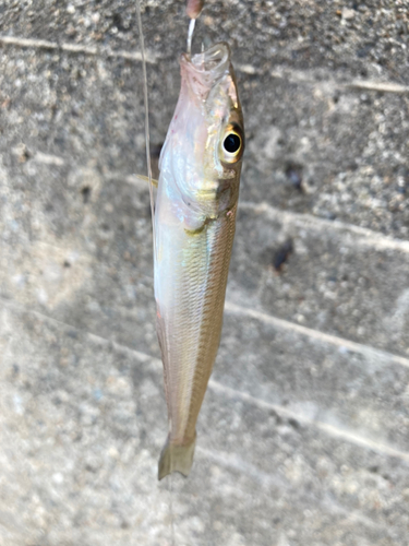 キスの釣果