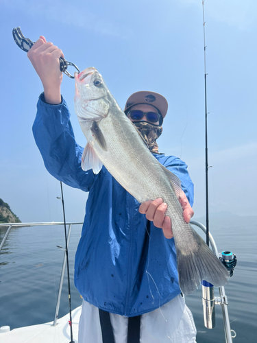 スズキの釣果