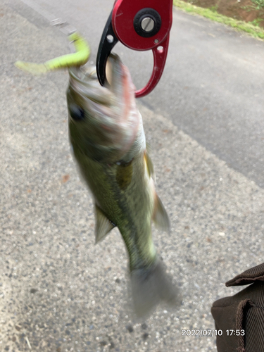 ブラックバスの釣果