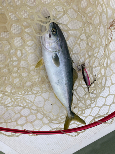 イナダの釣果