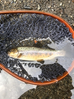 ブラウントラウトの釣果