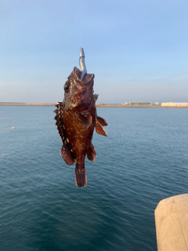 ガシラの釣果