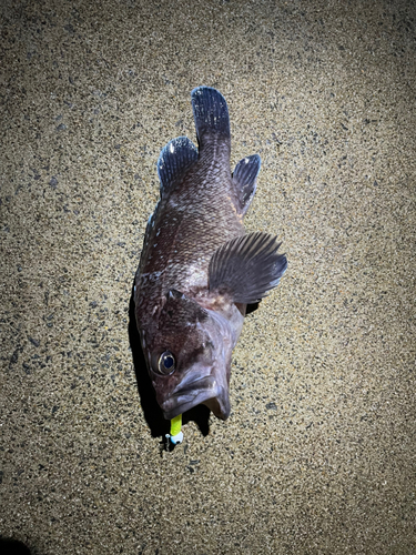 マゾイの釣果