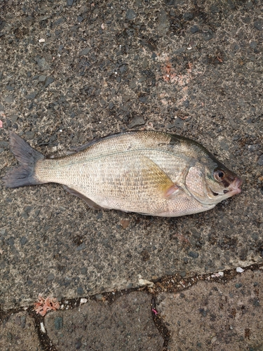 ウミタナゴの釣果