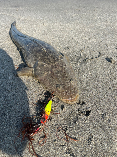 マゴチの釣果