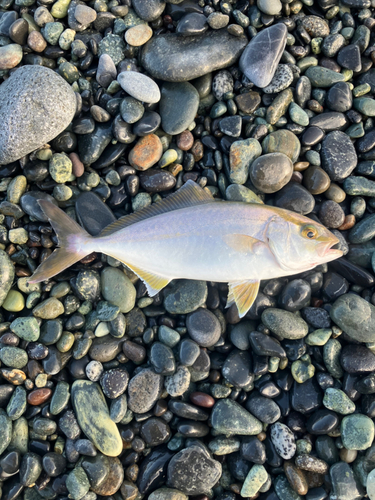 ショゴの釣果