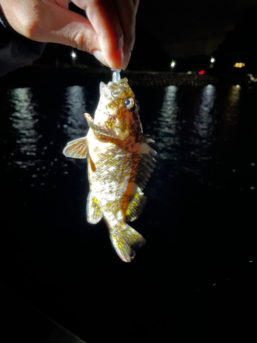 タケノコメバルの釣果