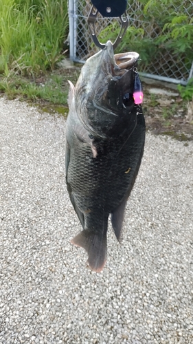 ティラピアの釣果