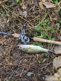 ブラックバスの釣果