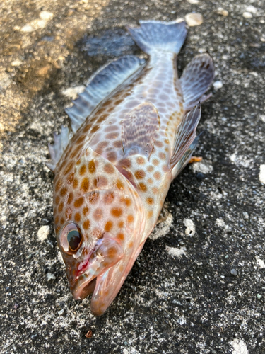 オオモンハタの釣果