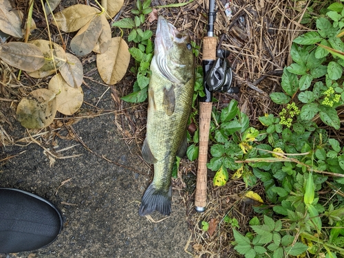 ブラックバスの釣果