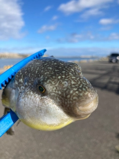 フグの釣果