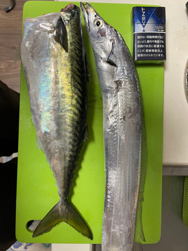 タチウオの釣果