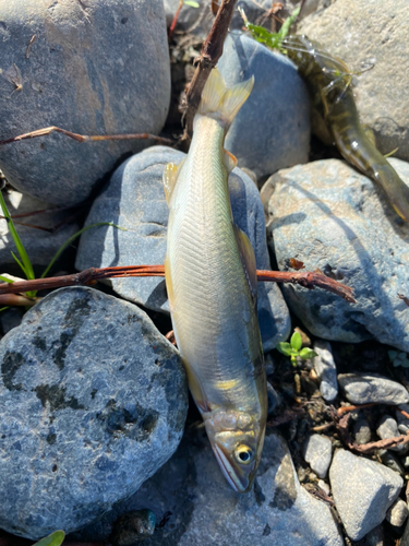 アユの釣果