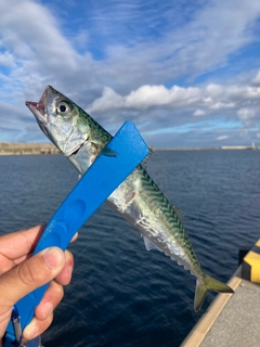 サバの釣果