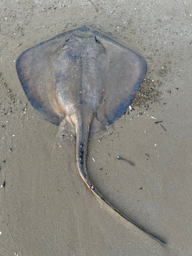 エイの釣果