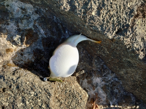 オキナワフグの釣果