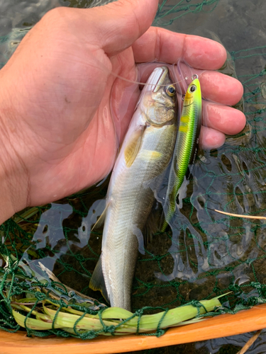 アユの釣果