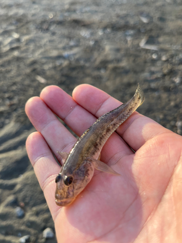 ハゼの釣果