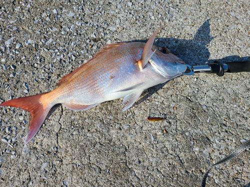 タイの釣果